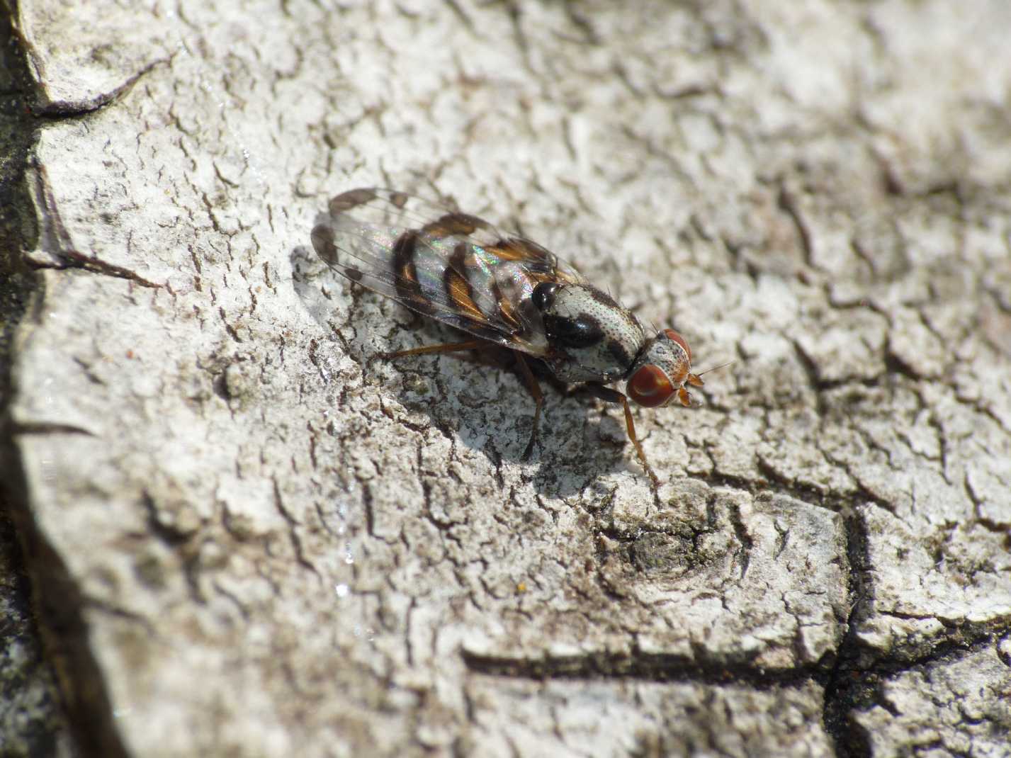 Moschine danzanti: Myennis octopunctata ♀ (Ulidiidae).